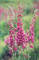 Digitalis bloemen